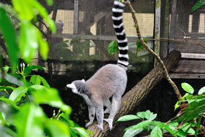 Ring-tailed lemur “Lemur catta”