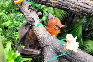 The large flying fox is among the largest species of bat