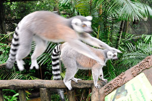 Ring-tailed lemur is floating through the air