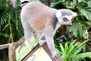 As for me, ring-tailed lemur is the best animal in the zoo