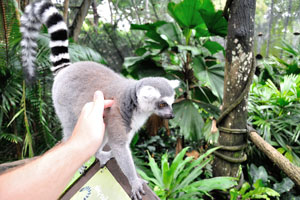 I am stroking the lemur