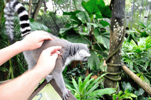 I and my son are stroking the lemur