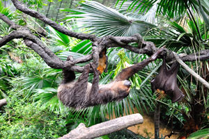 Two-toed sloth and the large flying fox