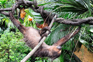 Two-toed sloth have to take a bath