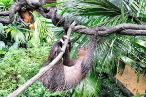 Two-toed sloth knows about feeding time