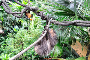 Two-toed sloth is living upside down all the time and only descends to the ground to defecate