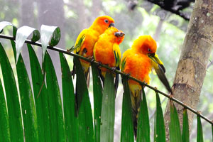 Three colourful orange parrots