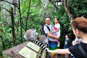 The opportunity to stroking the lemurs will bring you the happiest emotions