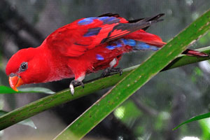 Eos is a red parrot with the black blue tips of the wings