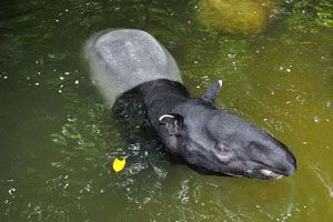 Malayan tapir likes to bath in the water