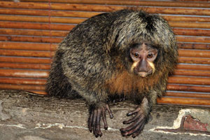 Saki monkey is a small-sized monkey with long, bushy tail