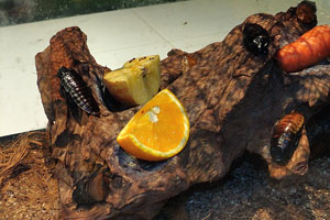 Apple, orange and carrot serves as a dish for the huge Madagascar hissing cockroach