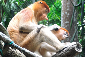 Proboscis monkey “Nasalis larvatus”