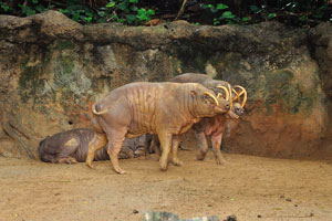 Babirusa “pig-deer” are notable for the long upper canines in the males