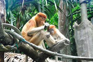 On hot days you might spot proboscis monkeys diving from the tree branch into the exhibit's water pool
