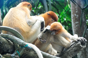 The large pendulous nose of the male proboscis monkey helps resonate their calls