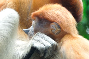 Clan leadership in the troop of proboscis monkeys is decided based on the size of their sniffers