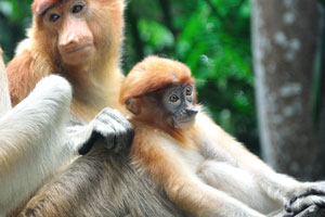 Proboscis monkeys have big noses, so big that they often have to push them aside to eat!
