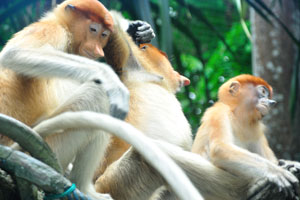 Proboscis monkeys enjoying a snack at 11.30am every day at their exhibit at the Rainforest Walk