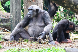 Chimpanzees, sometimes colloquially chimps, are two extant hominid species of apes in the genus Pan