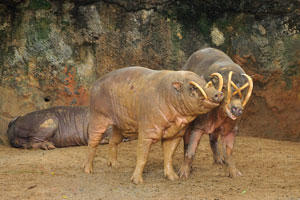 The upper canines of babirusa emerge vertically, curving backward over the front of the face and towards the forehead