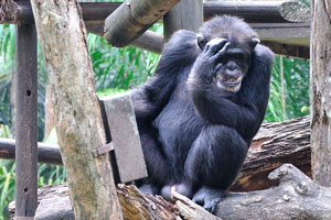 Obstacles and puzzles for chimpanzees
