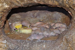 Babies of the naked mole rat “Heterocephalus glaber”