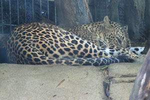 Leopard “Panthera pardus”