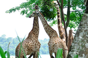 Giraffes are well-known in the world because of their height, thanks to their super long necks