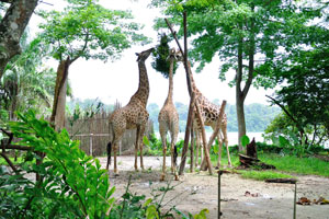 Attractive appearance and gentle demeanour easily make giraffes one of the most popular animals
