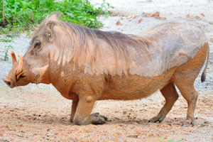 The warthog is the only pig species that has adapted to grazing and savanna habitats