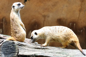 Meerkat “Suricata suricatta”