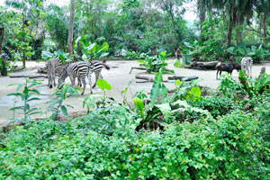 Grant's zebra “Equus quagga boehmi”