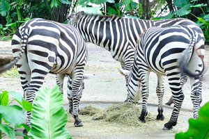 The zebra's striking black and white stripes make it one of the most distinct inhabitants of the African savannah