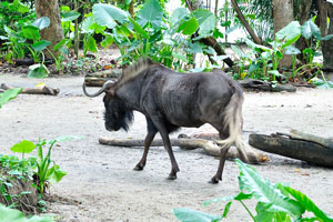 Black wildebeest or white-tailed gnu “Connochaetes gnou”