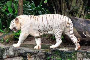 The white tiger exhibit puts the world of the tiger within a child's reach