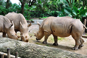 White rhinoceros “Ceratotherium simum”