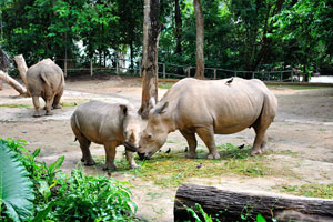 There are only about 20,400 white rhinoceros in the wild today