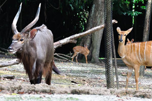 One male and several female nyalas
