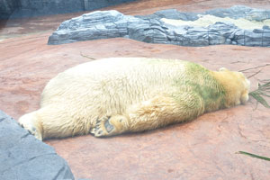 Polar bear “Ursus maritimus”