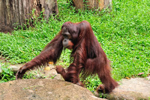 Funny orangutan is walking