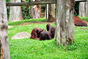 The troop of orangutans is sitting, bowing their heads