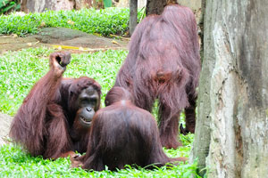 One orangutan suggests to one of its neighbors to play a game