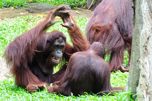 The orangutan says: “You, loser, don't refuse from my suggestion!”