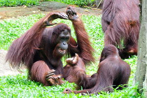 The orangutan continues: “Wow, you are agreed to play my game, aren't you?”