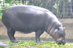 Pygmy hippos spend a large part of their lives submerged in water, either in a swamp or a river