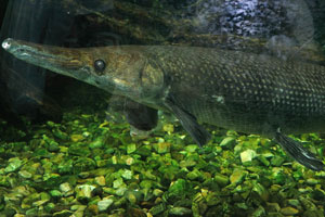 Alligator gar “Atractosteus spatula” looks like a northern pike