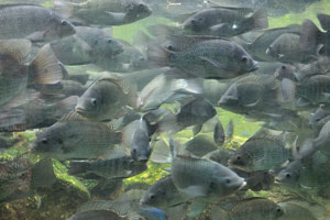 These fish have the ashy grey color
