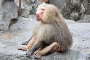 Hamadryas baboon in the Great Rift Valley of Ethiopia