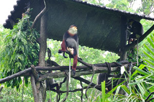 Douc Langur live in small family groups headed by one adult male